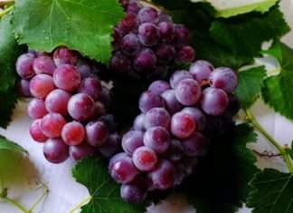 Health benefits and side effects of grapes
