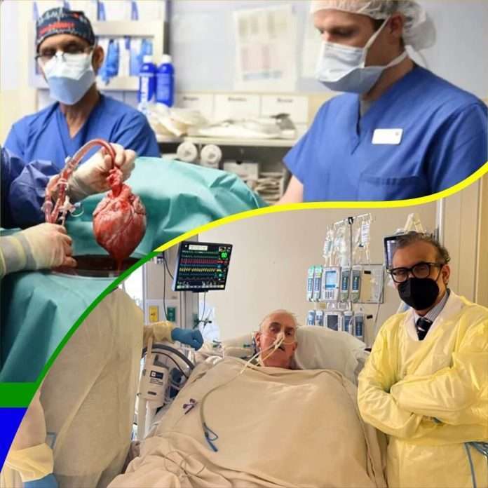 Pig heart transplant dies after surviving several weeks after his pig heart transplant surgery